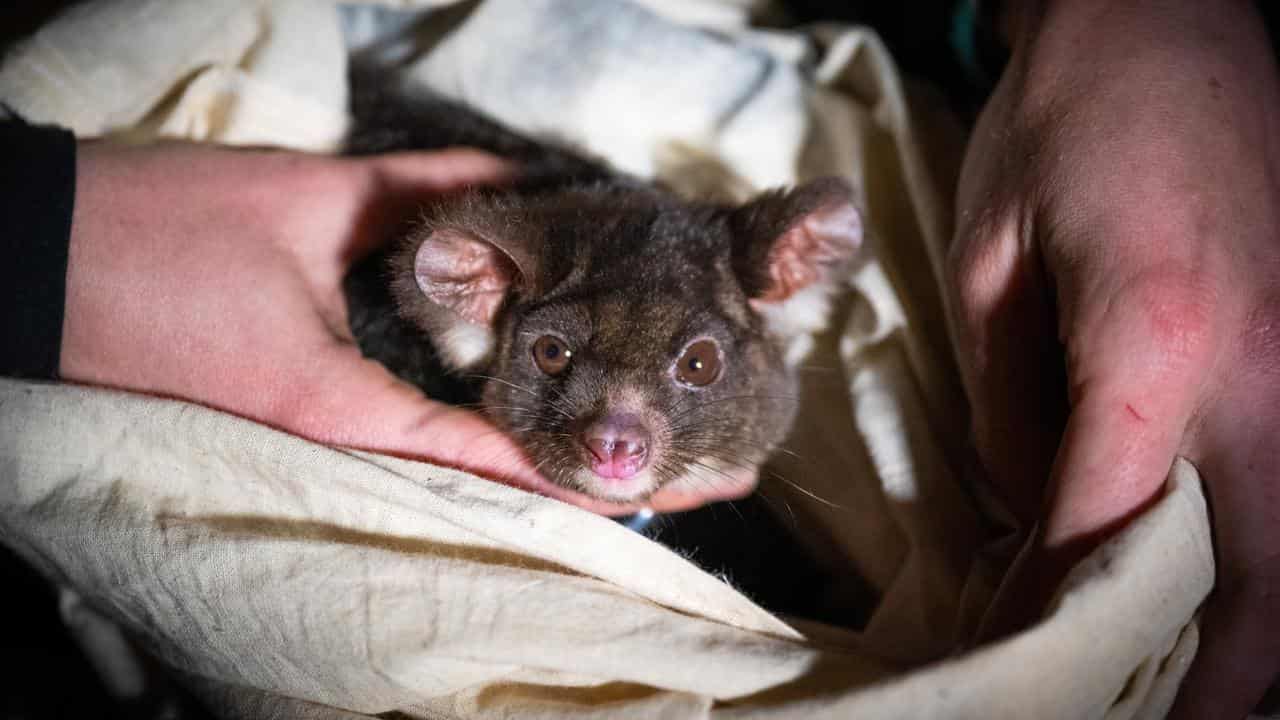 GREATER GLIDER TRACKING NSW