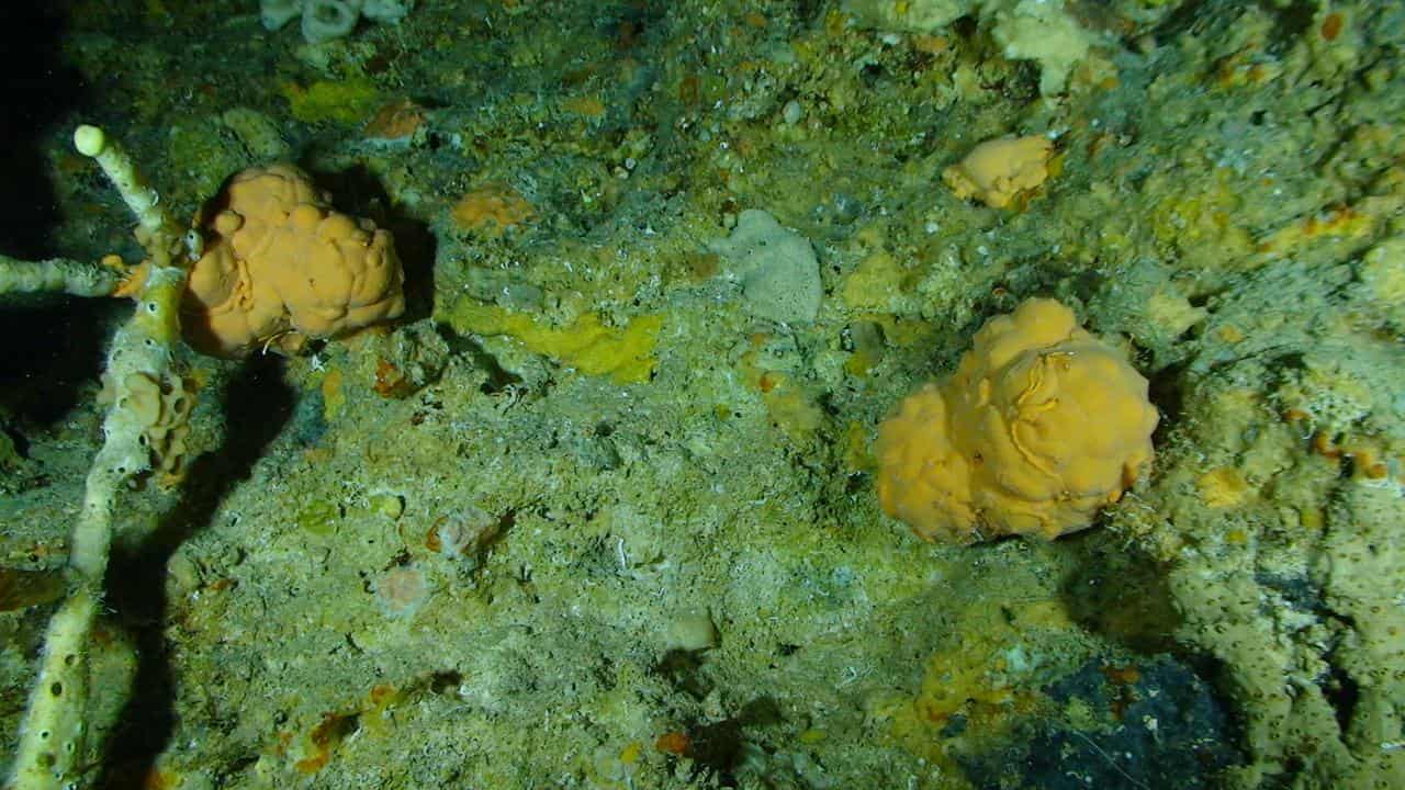 Sclerosponges in the Caribbean Sea