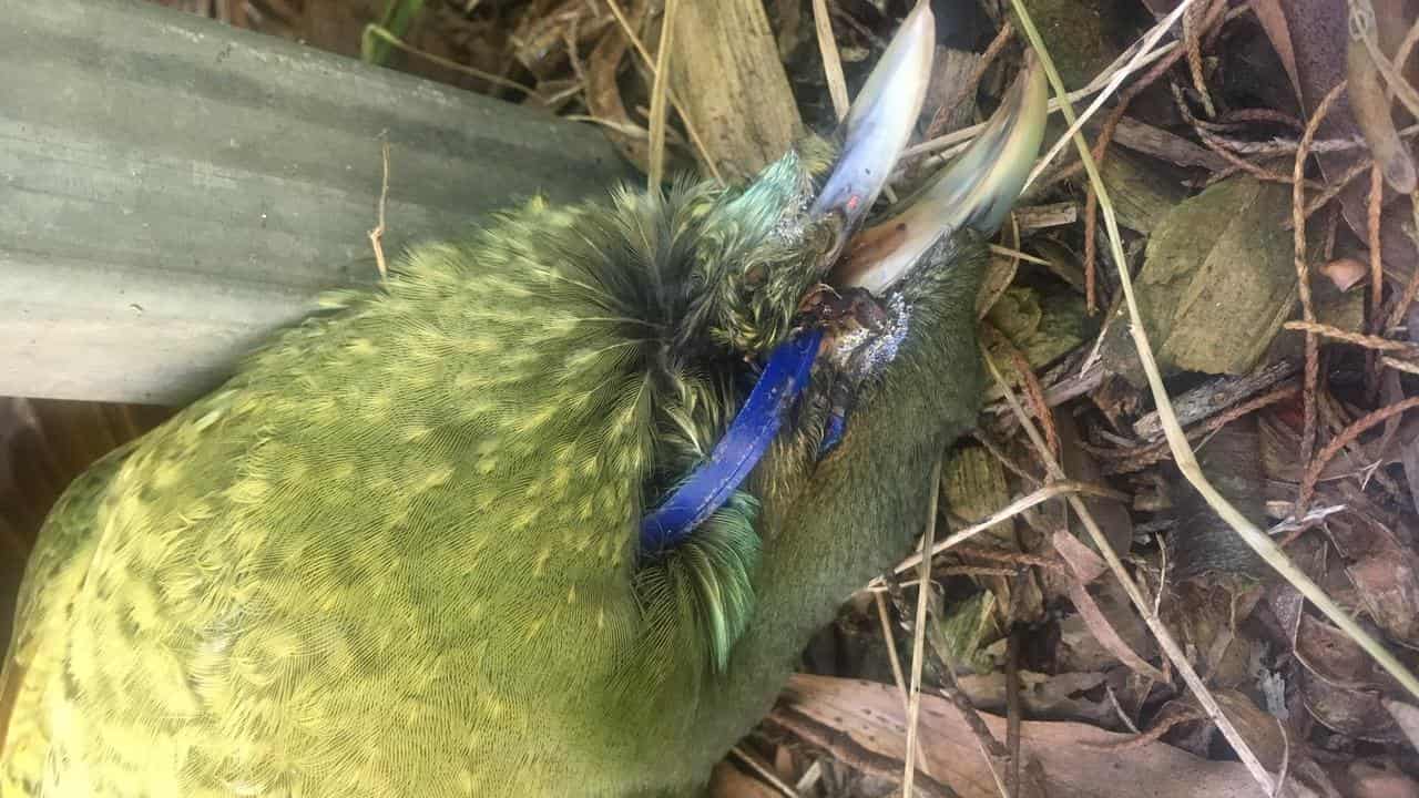 A satin bowerbird choked by a blue, plastic ring