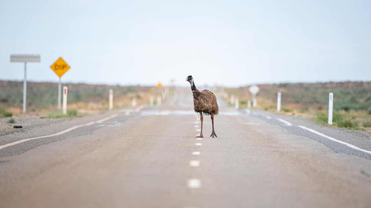 An emu on a hot road