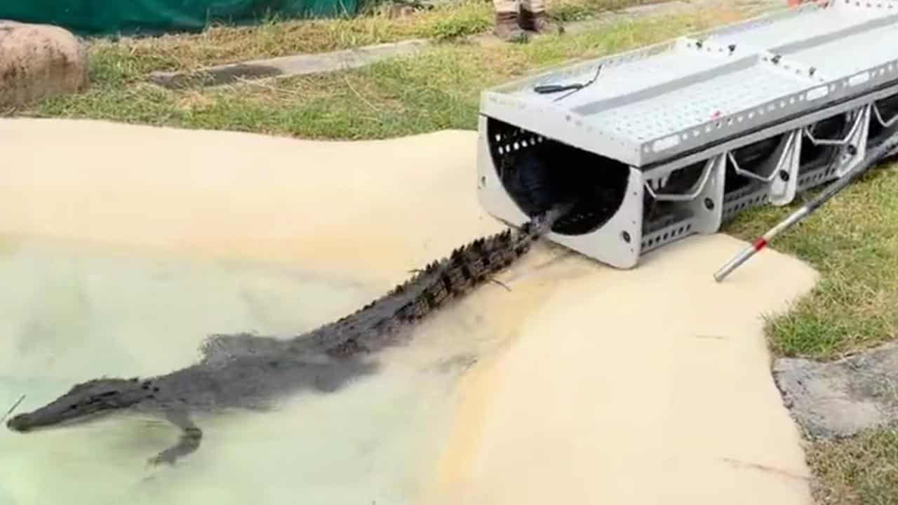 A crocodile captured after being found on a family property in Qld