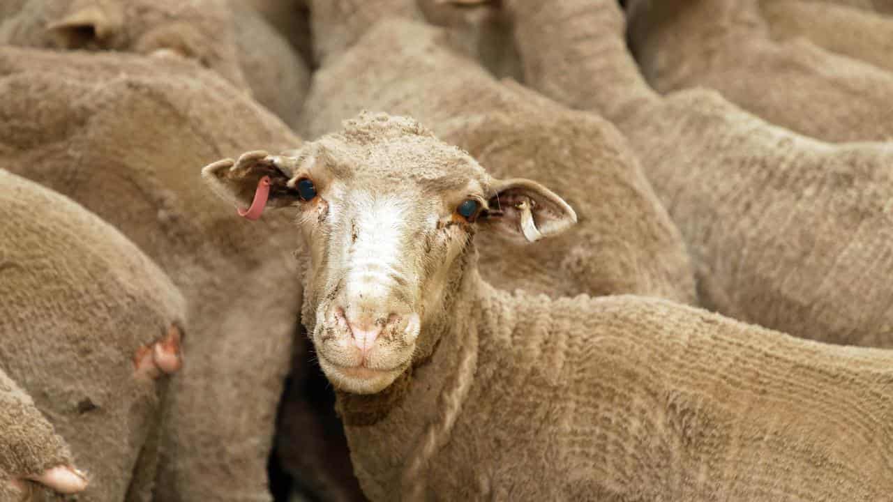 Sheep destined for the Middle East loaded in pens