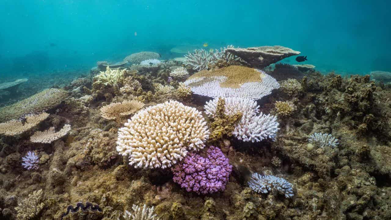 Coral bleaching at Ningaloo Marine Park, WA