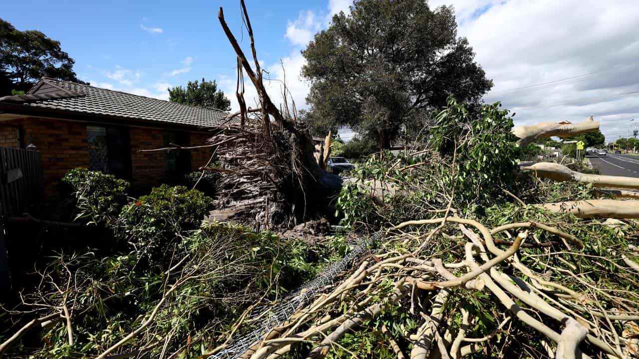 Uprooted trees around a house in Melbourne