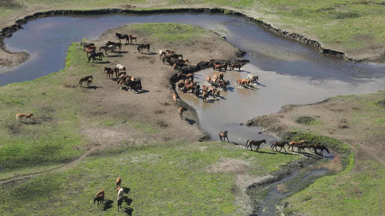 Feral horses near Tantangara (file)