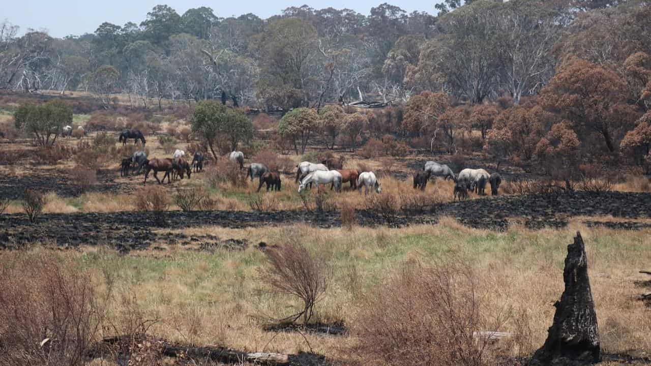 Feral horses grazing in Kosciuszko National Park (file)