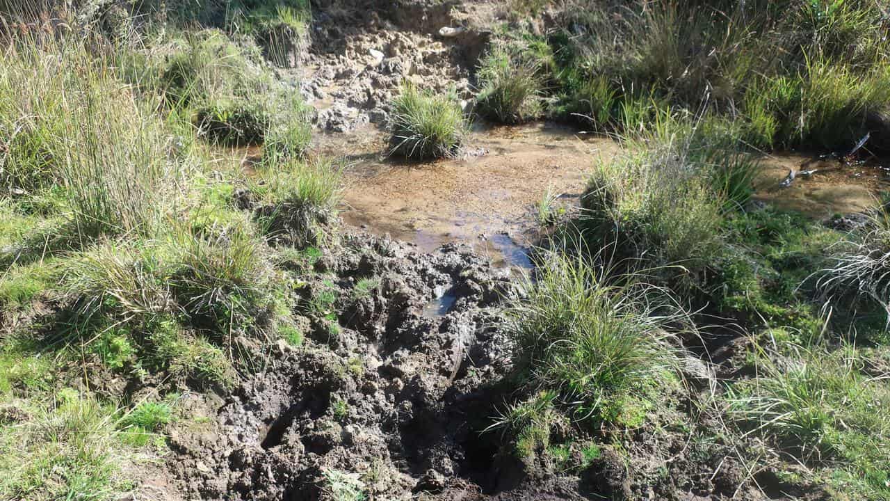 Feral horse damage in Kosciuszko National Park