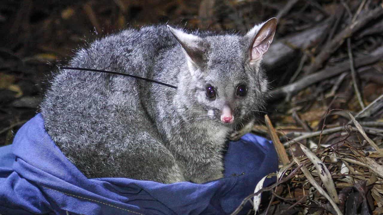 Brushtail possum