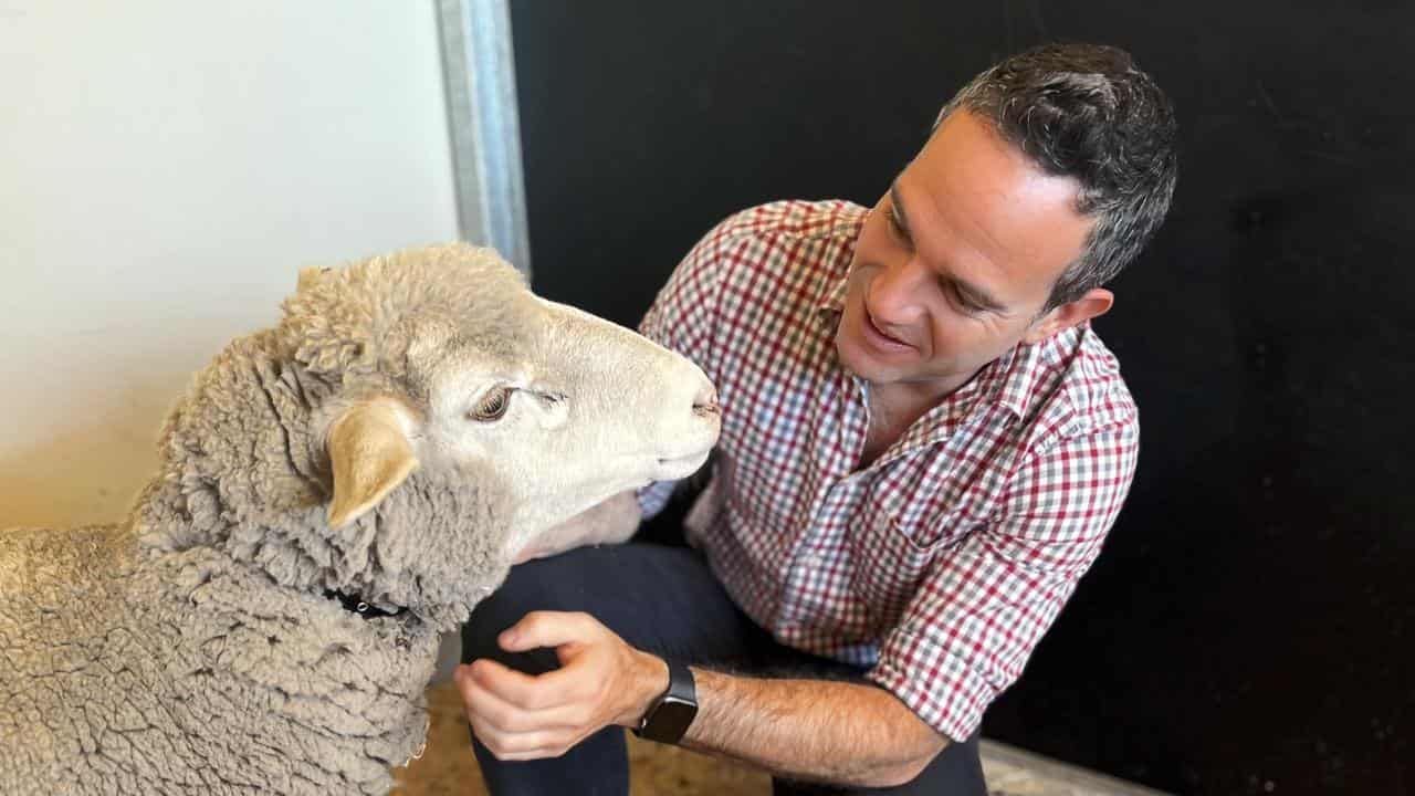 Garnett Hall with a microshipped sheep.