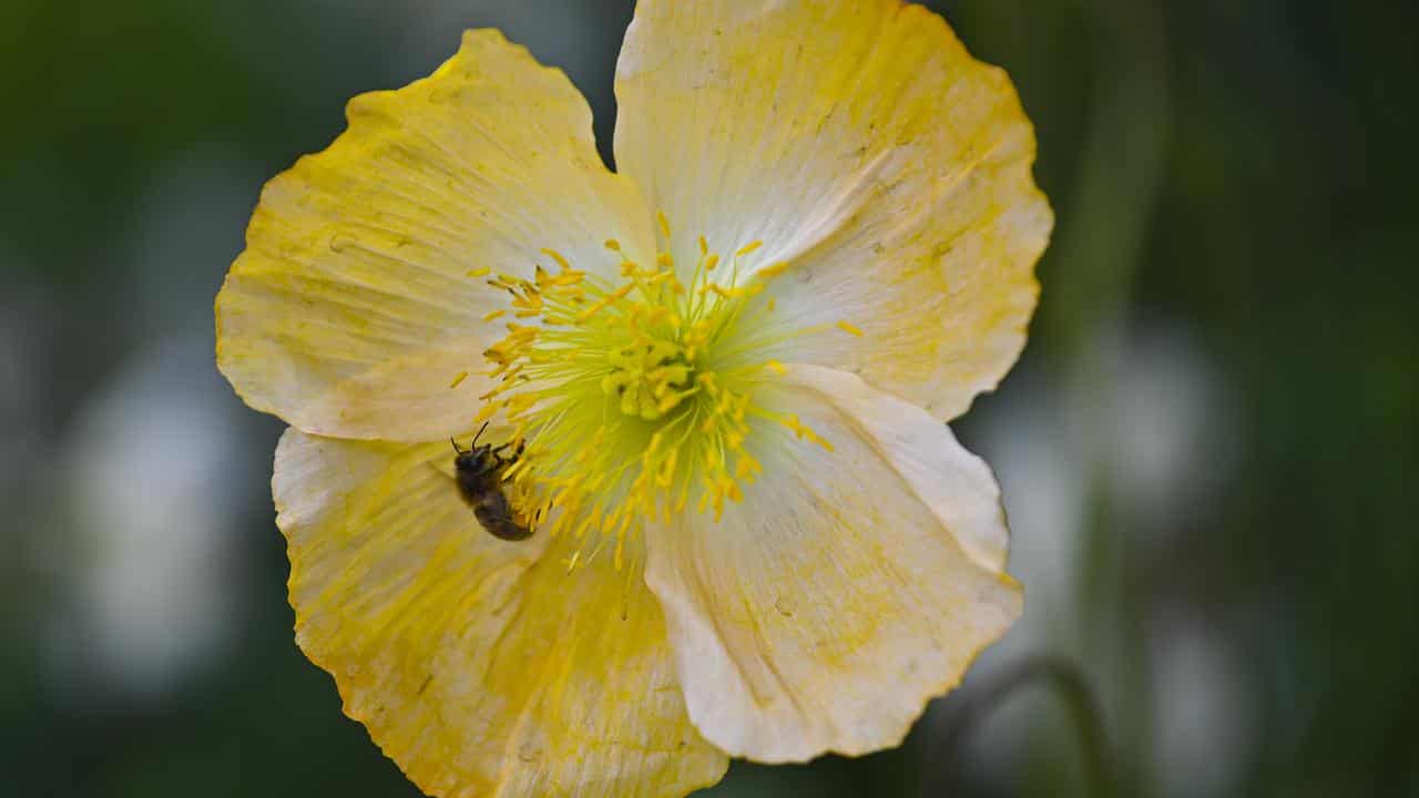 A bee on a flower