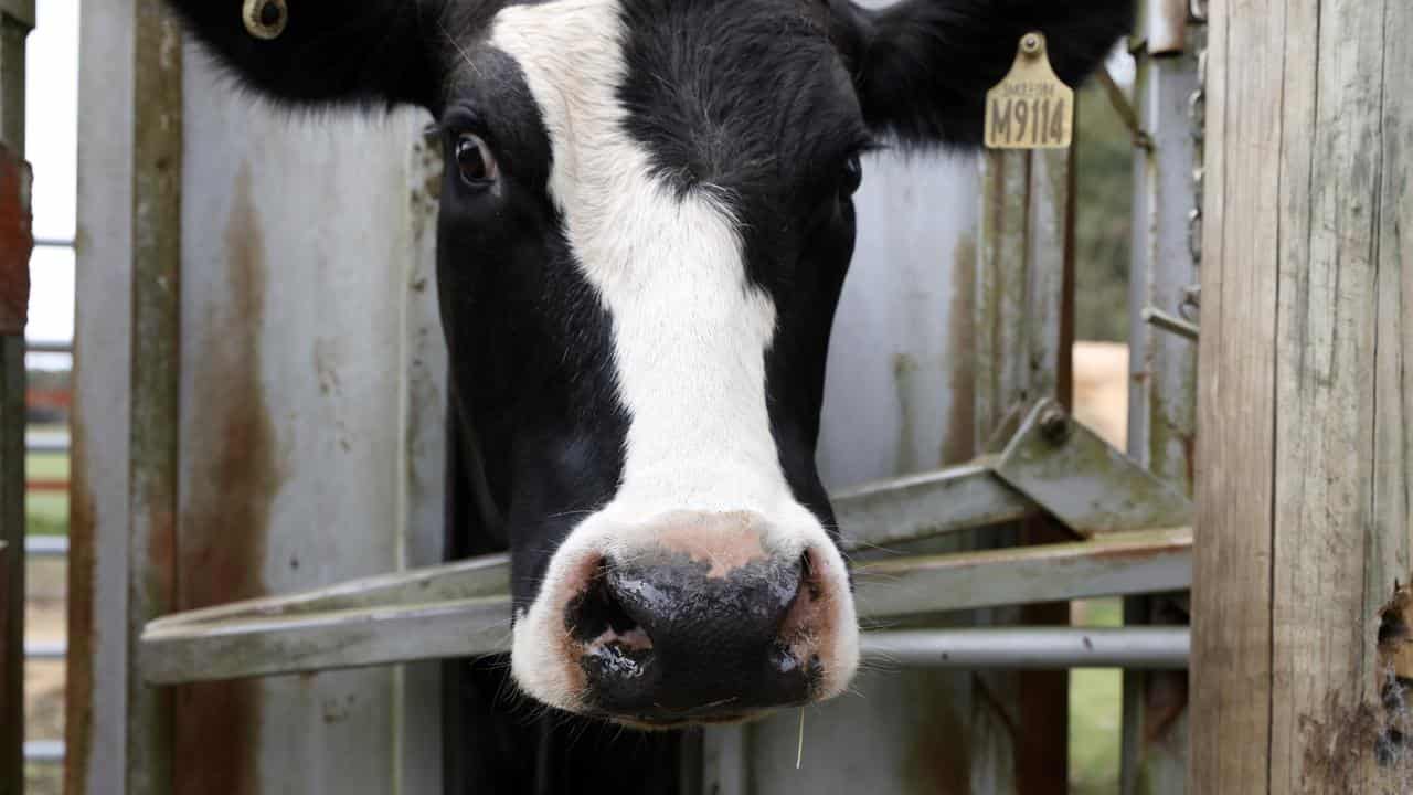 Dairy cow