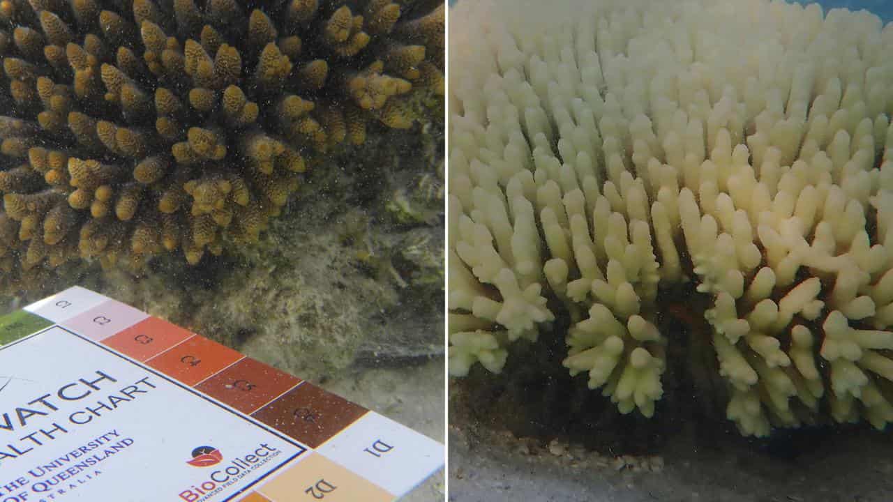 Comparison of coral in 2021 and 2024 (supplied)