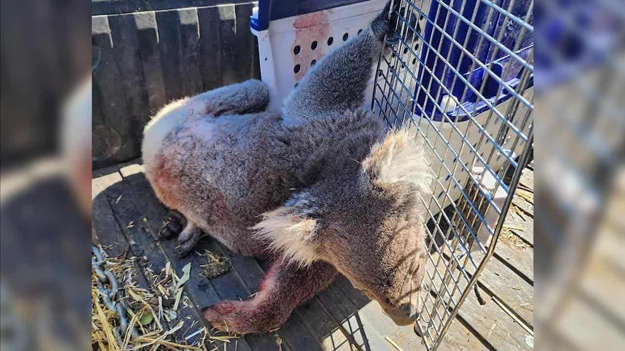 Injured koala