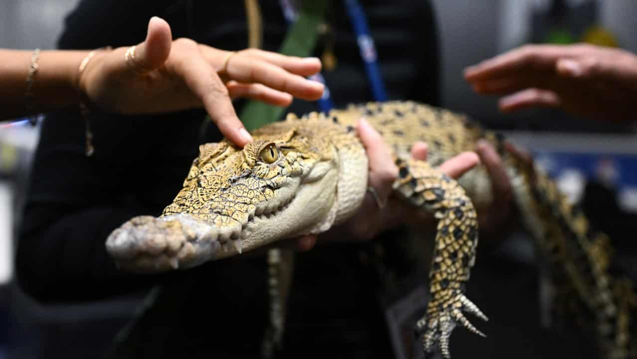 A saltwater crocodile on show during the ASEAN-Australia summit