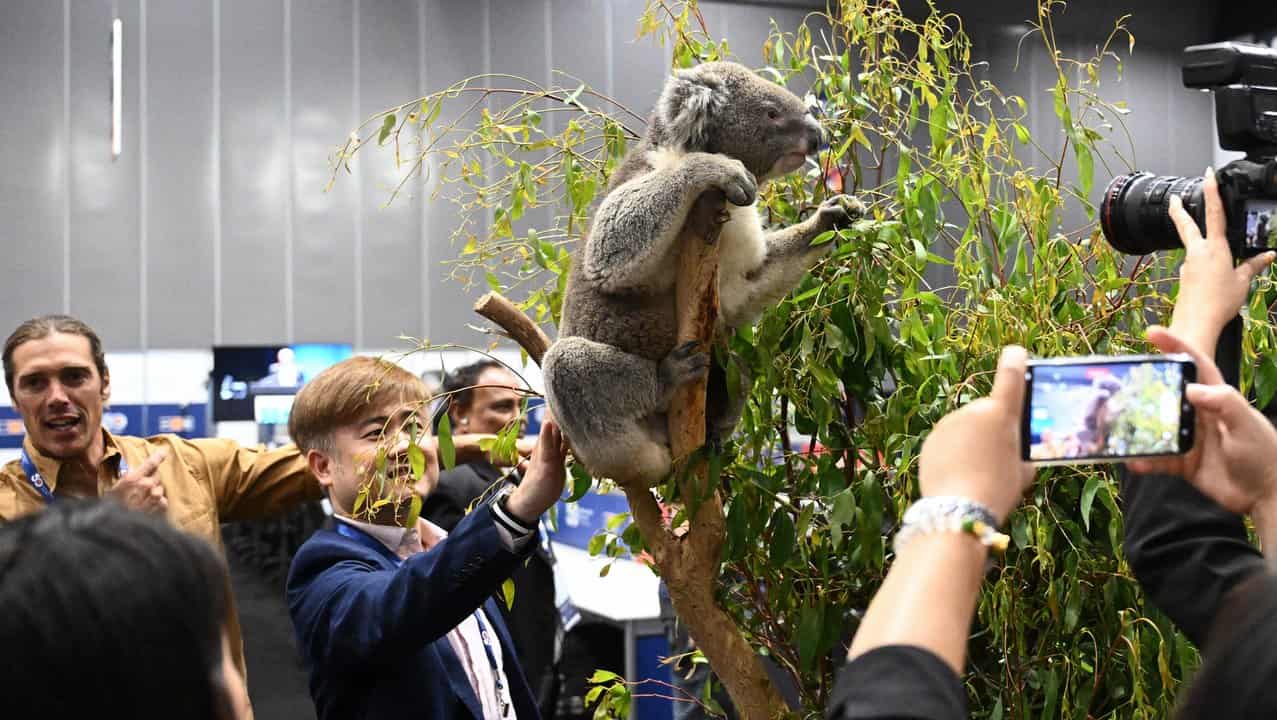 A koala on display at the ASEAN-Australia special summit