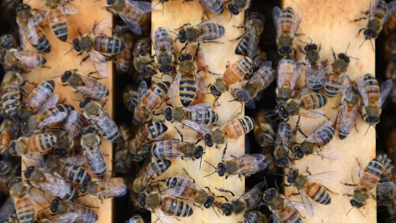 Honeybees