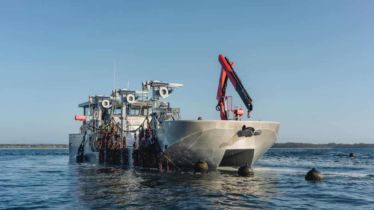 A mussel farming operation 