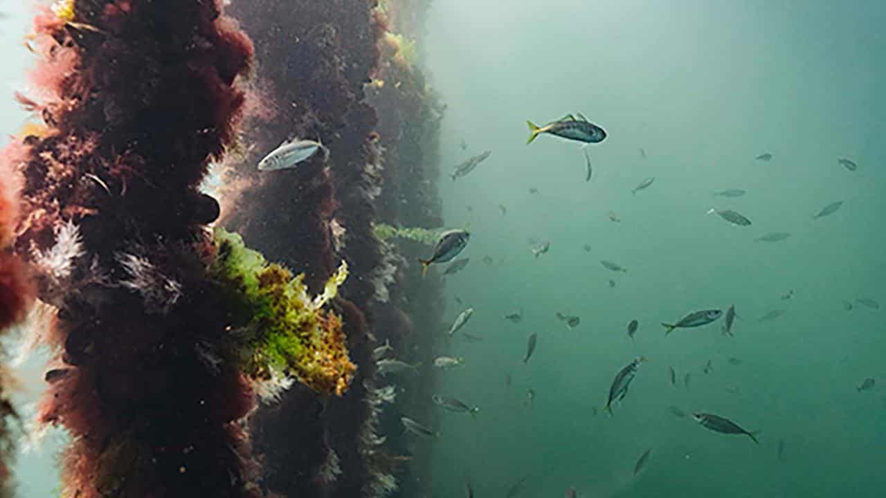 A mussel farm 