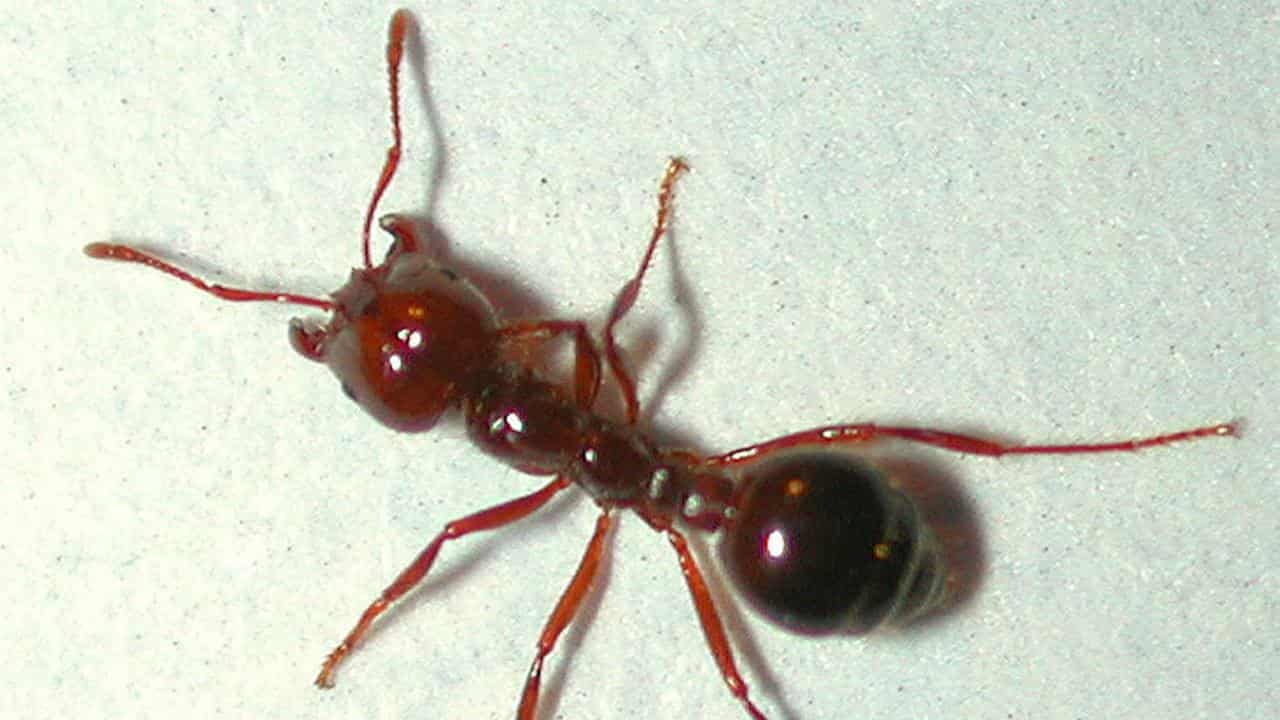 A close-up of an invasive red fire ant found in Brisbane.