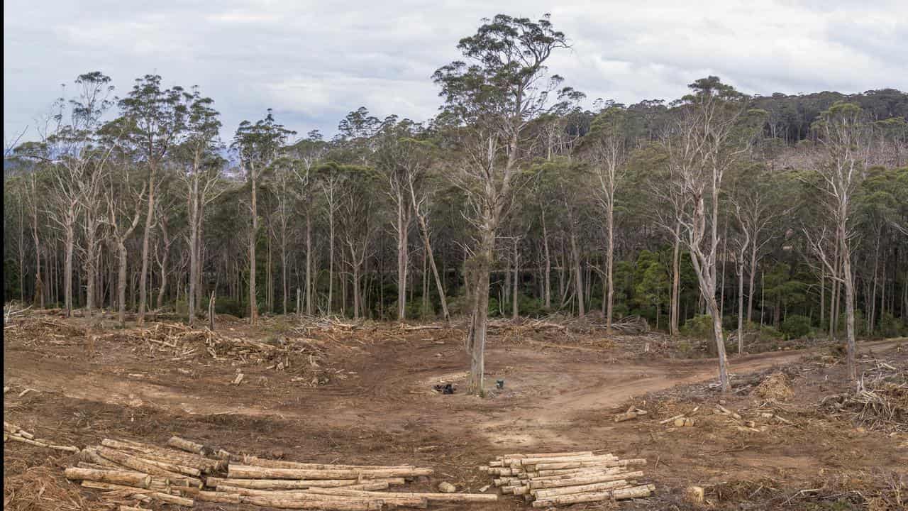 A tree, marked with H for habitat, in the Tallaganda State Forest