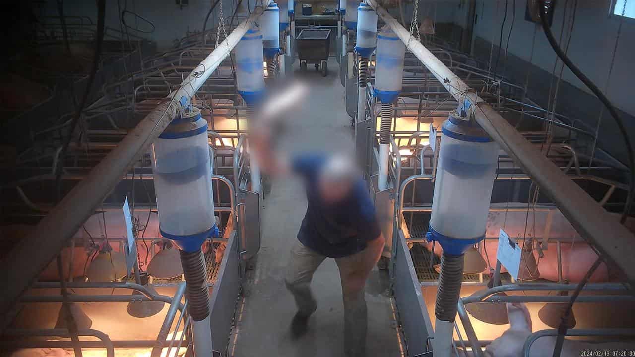 A piggery worker euthanising a piglet