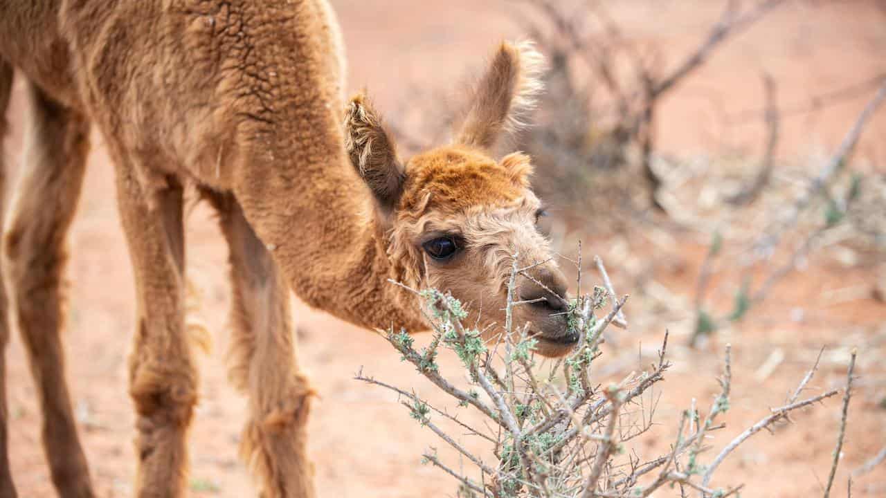 An alpaca nibbles salt bush at Silverton Outback Camelsin western NSW.