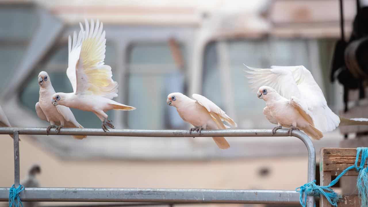 Corellas on a gate at Silverton Outback Camels in western NSW.