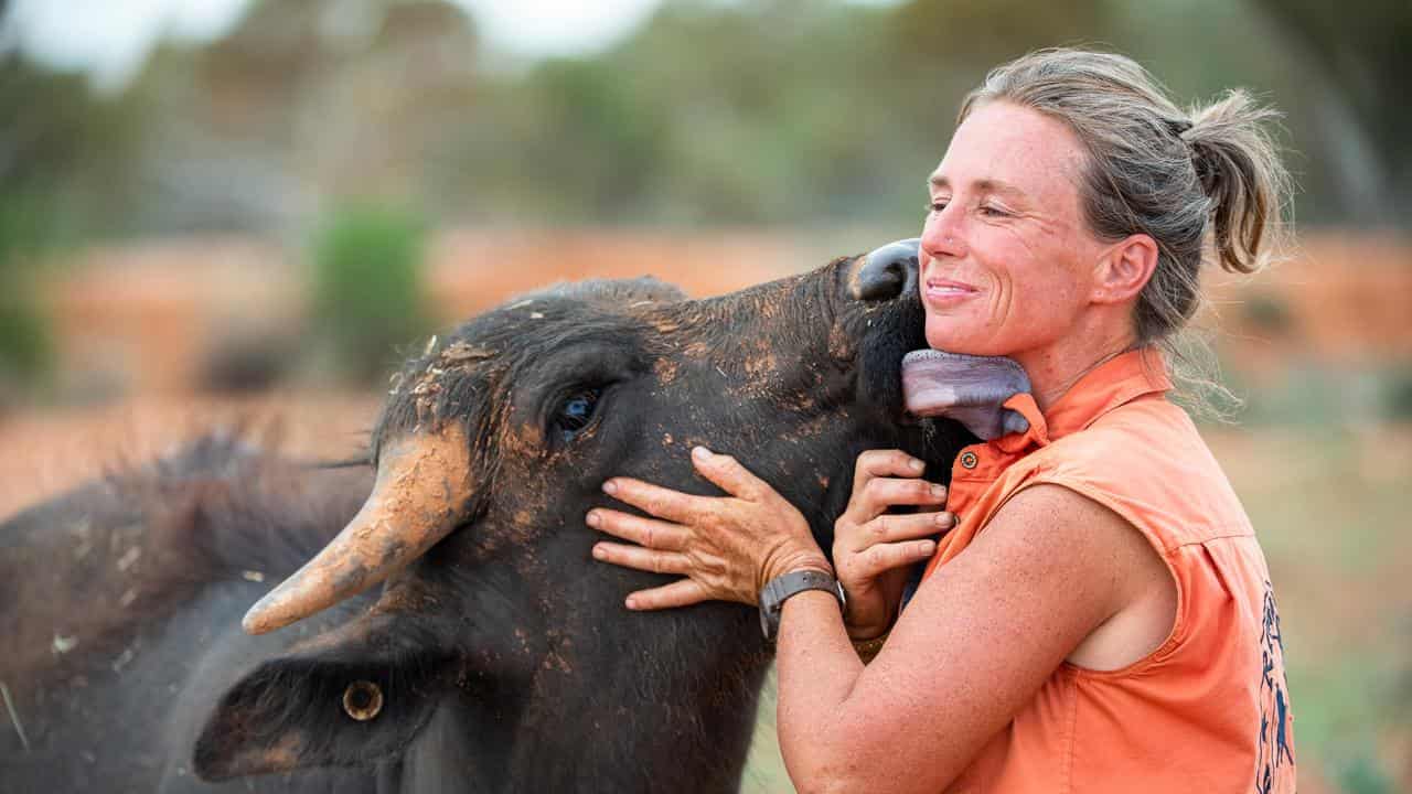 Petah Devine of Silverton Outback Camels gets a lick from a buffalo.