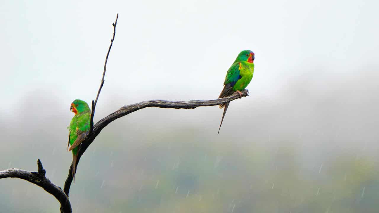 Swift parrots.