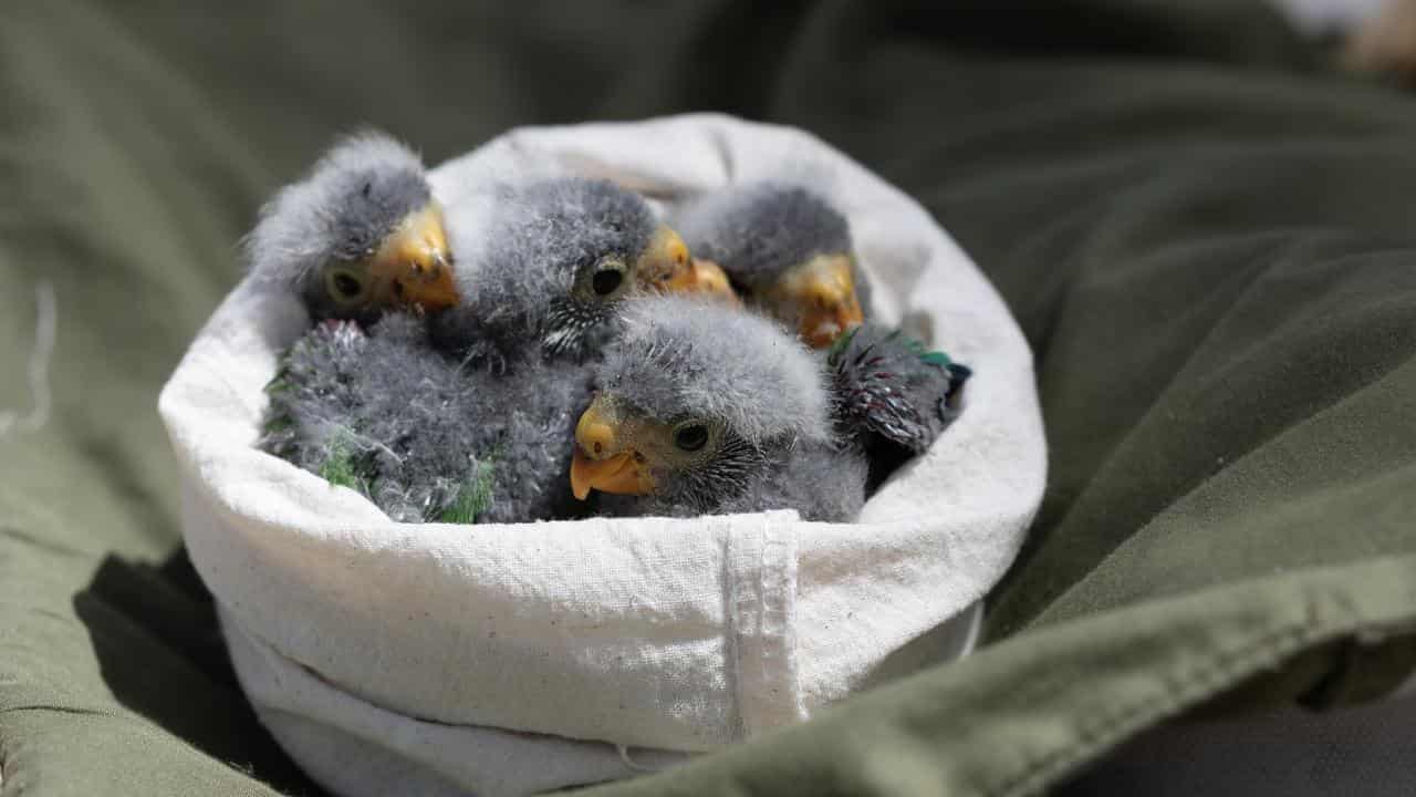 Baby swift parrots.