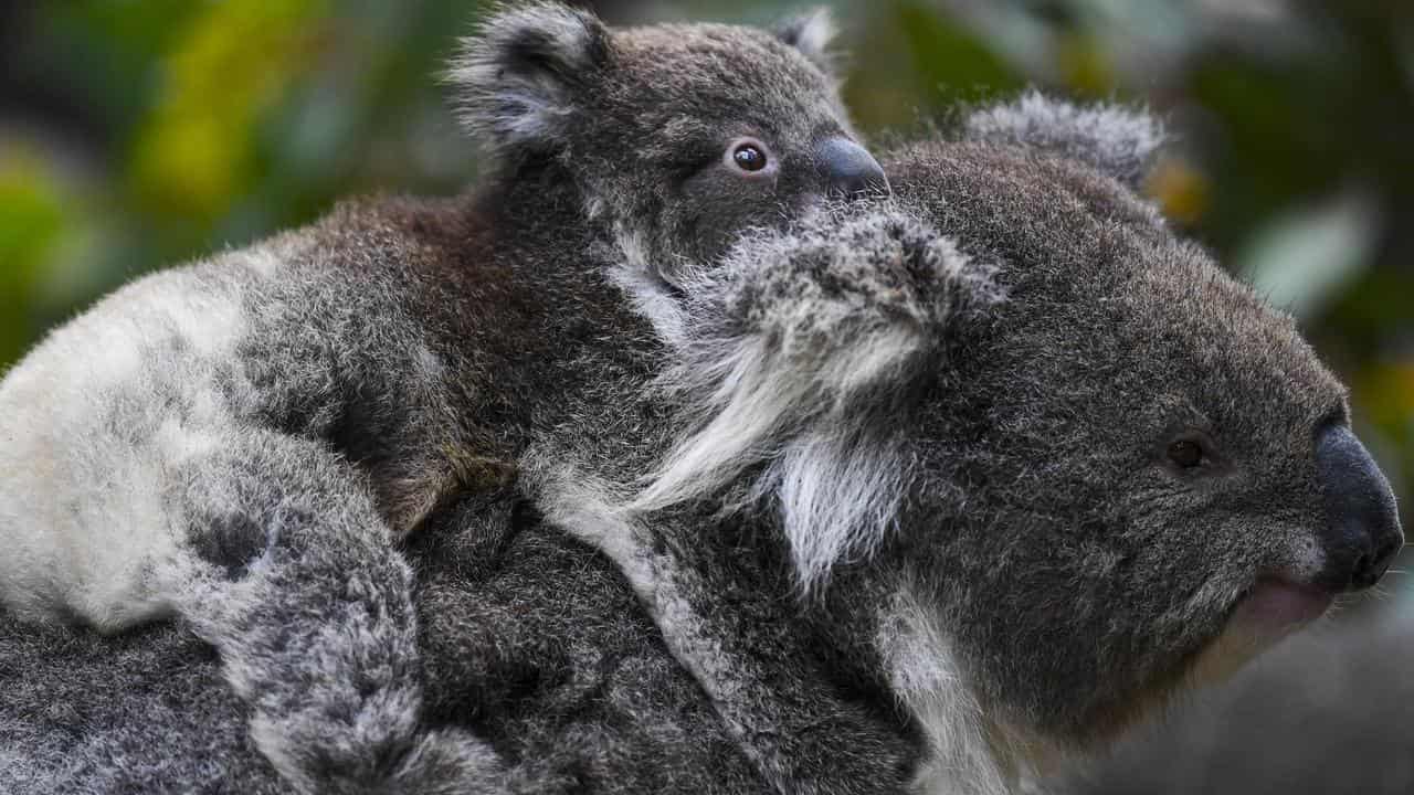 koalas