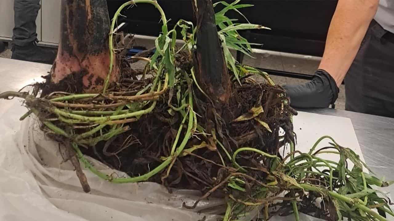 A banana plant with roots and soil.