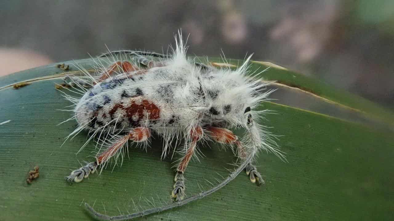 Longhorn beetle