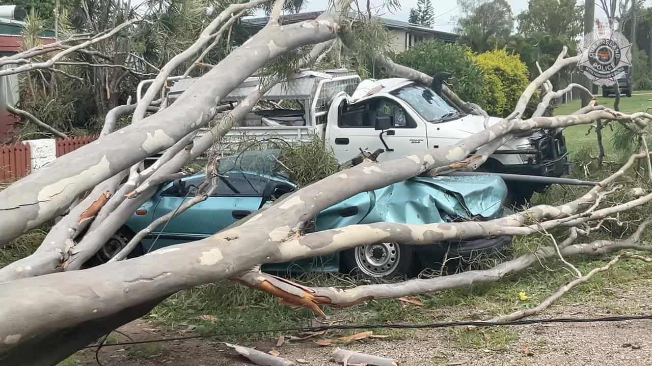 A fallen tree lying on crushed cars.