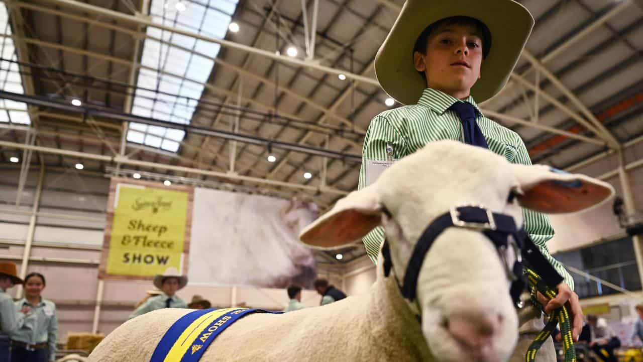 Dean Krvavac with his school's prize winning sheep.