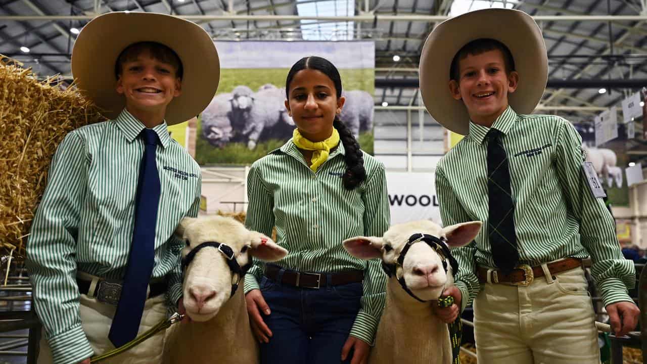 Macarthur Anglican School students with their sheep entries.