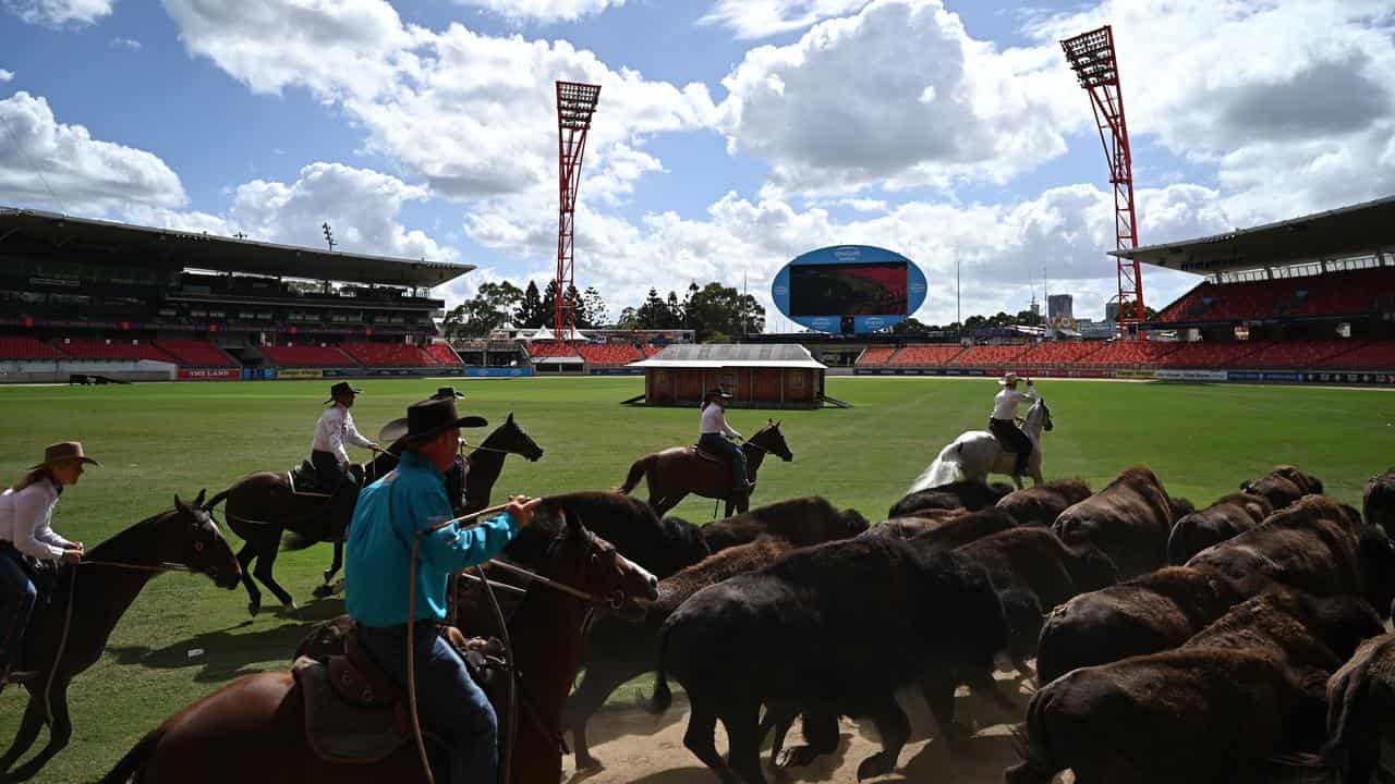 Bison at the Royal Easter Show