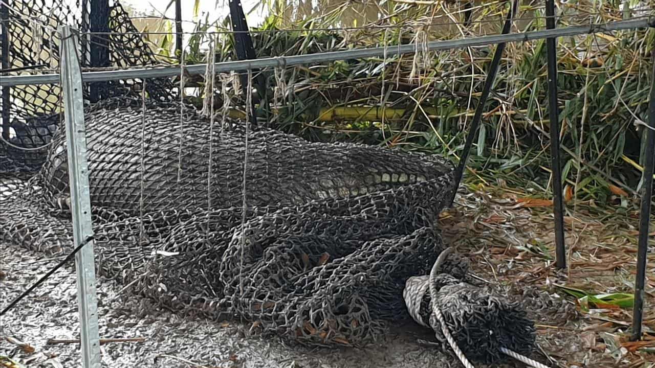 The captured crocodile.