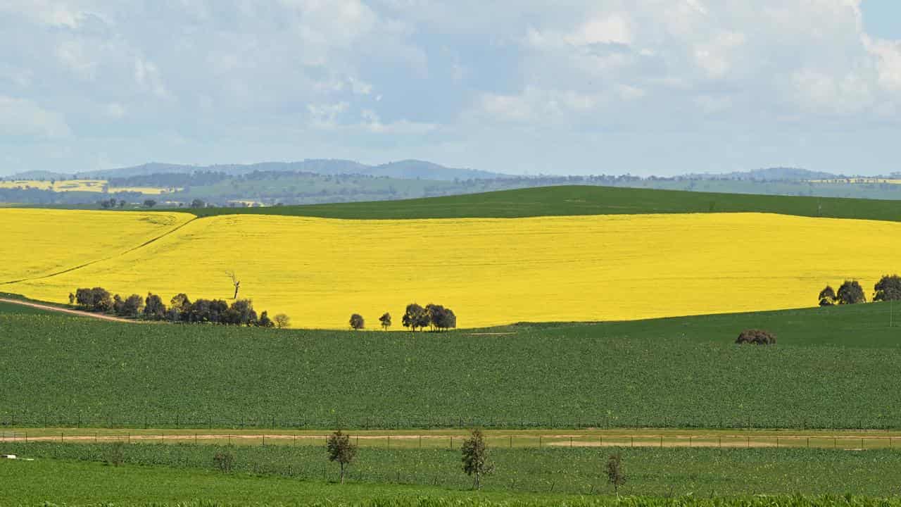 A field of canola crops