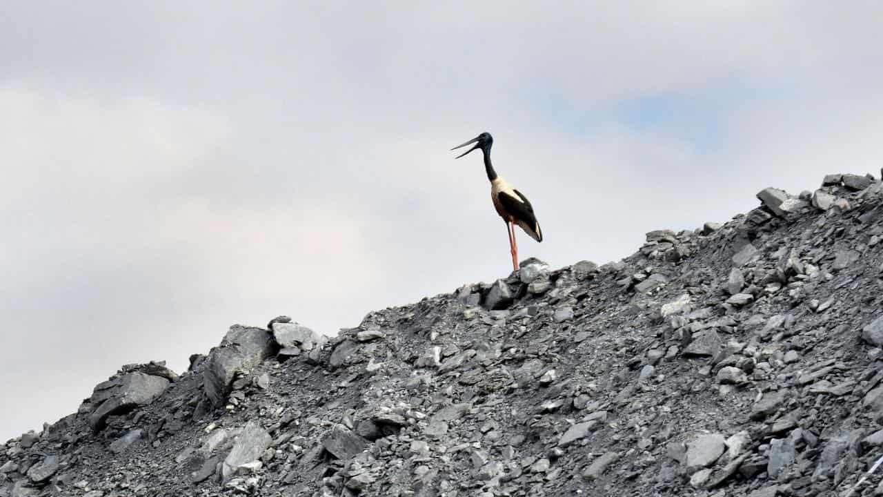 A jabiru at Ranger mine site in Kakadu