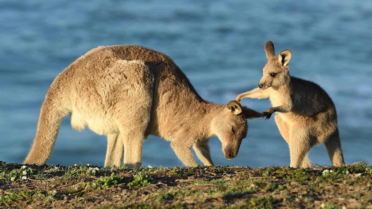 Eastern grey kangaroos.