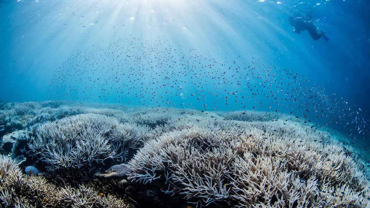 Bleaching of coral on the Great Barrier Reef.