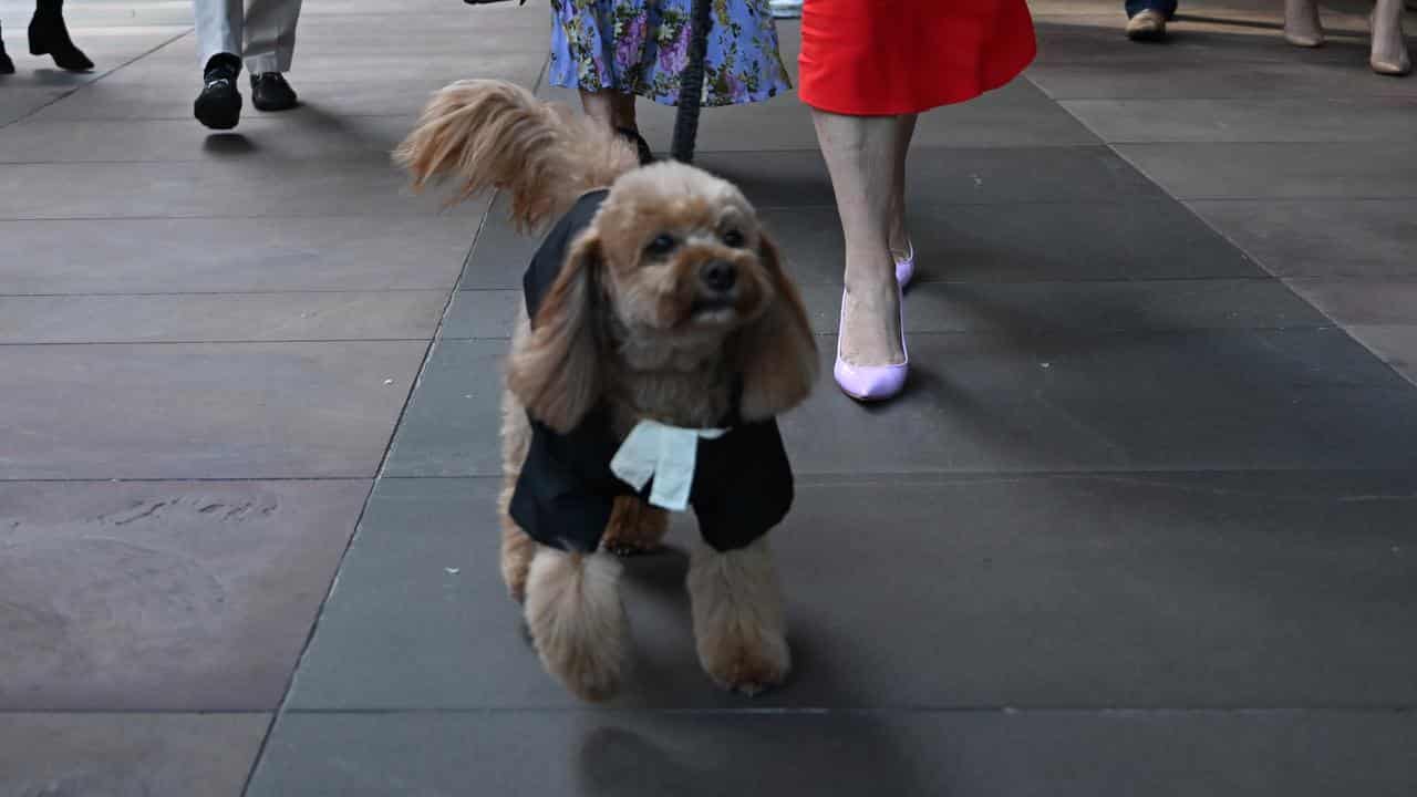 Cavoodle Oscar arrives at the Federal Court