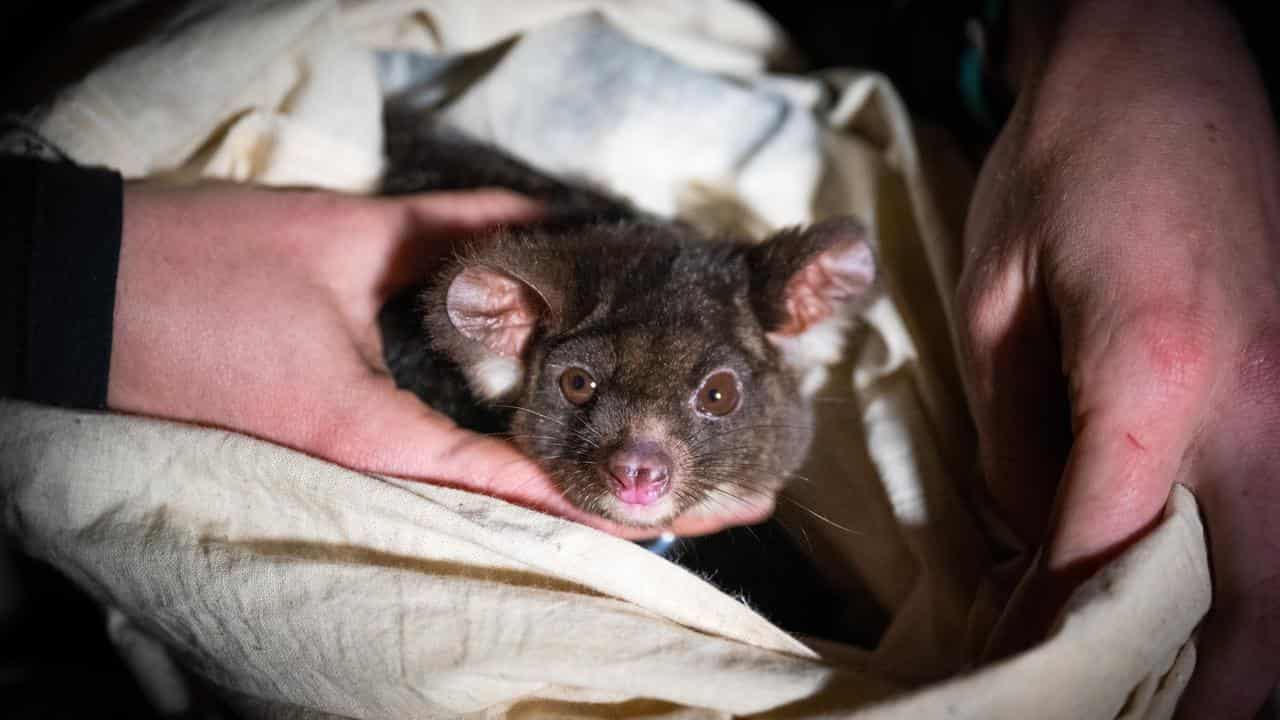 A greater glider