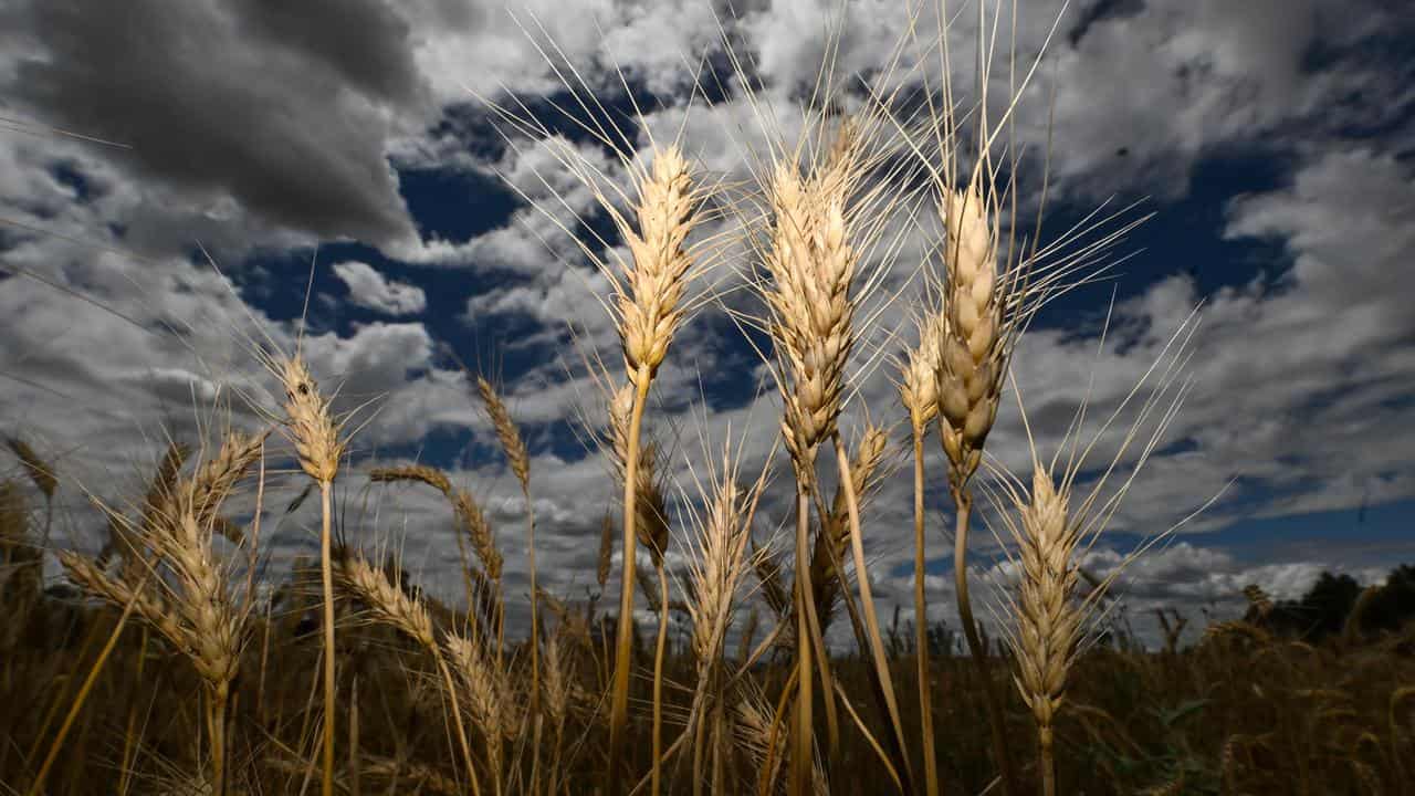 Wheat heads are seen in a field at Borambola near Wagga Wagga, NSW.