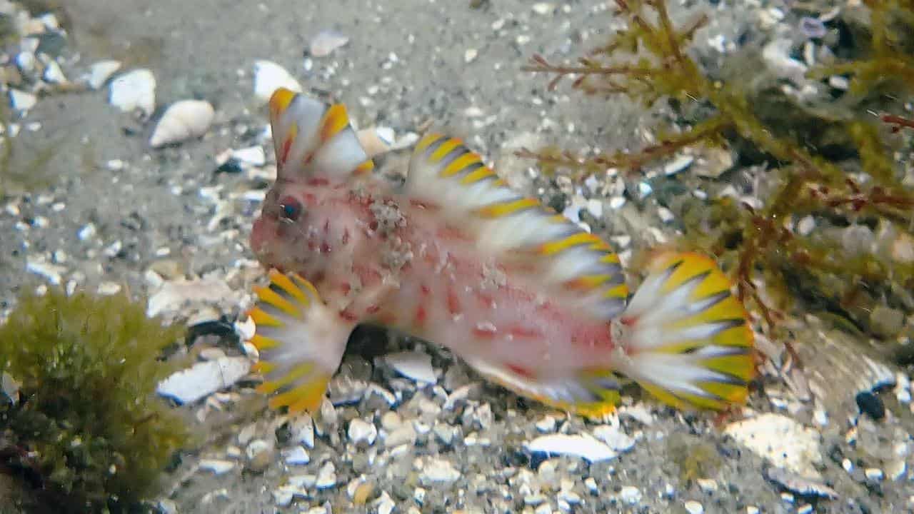 Red handfish