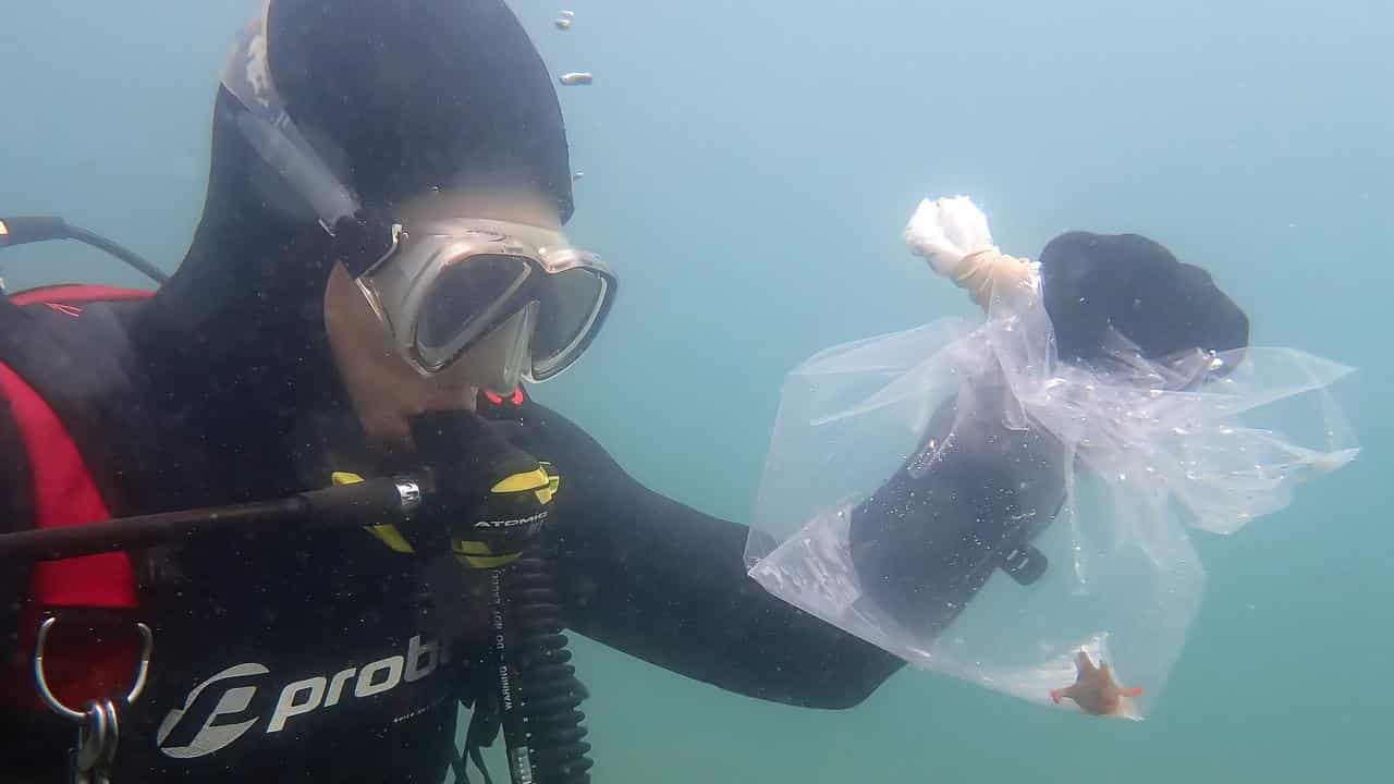 Red handfish release