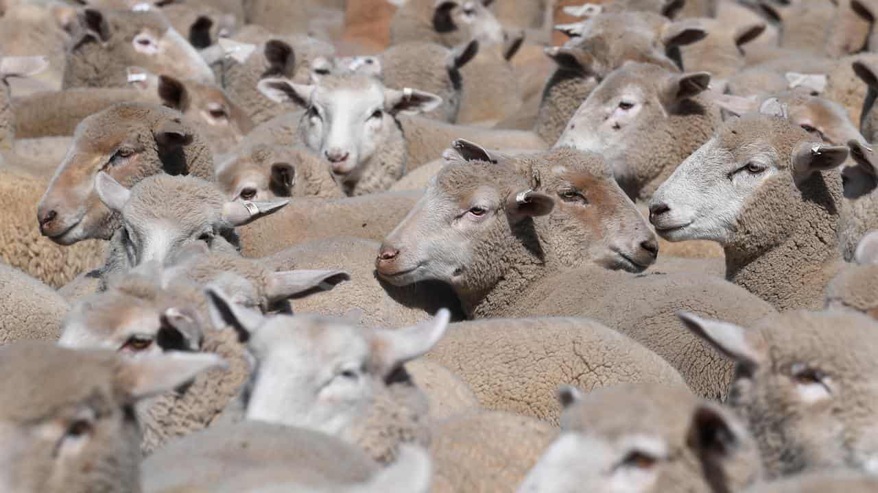 Sheep in a sale yard.