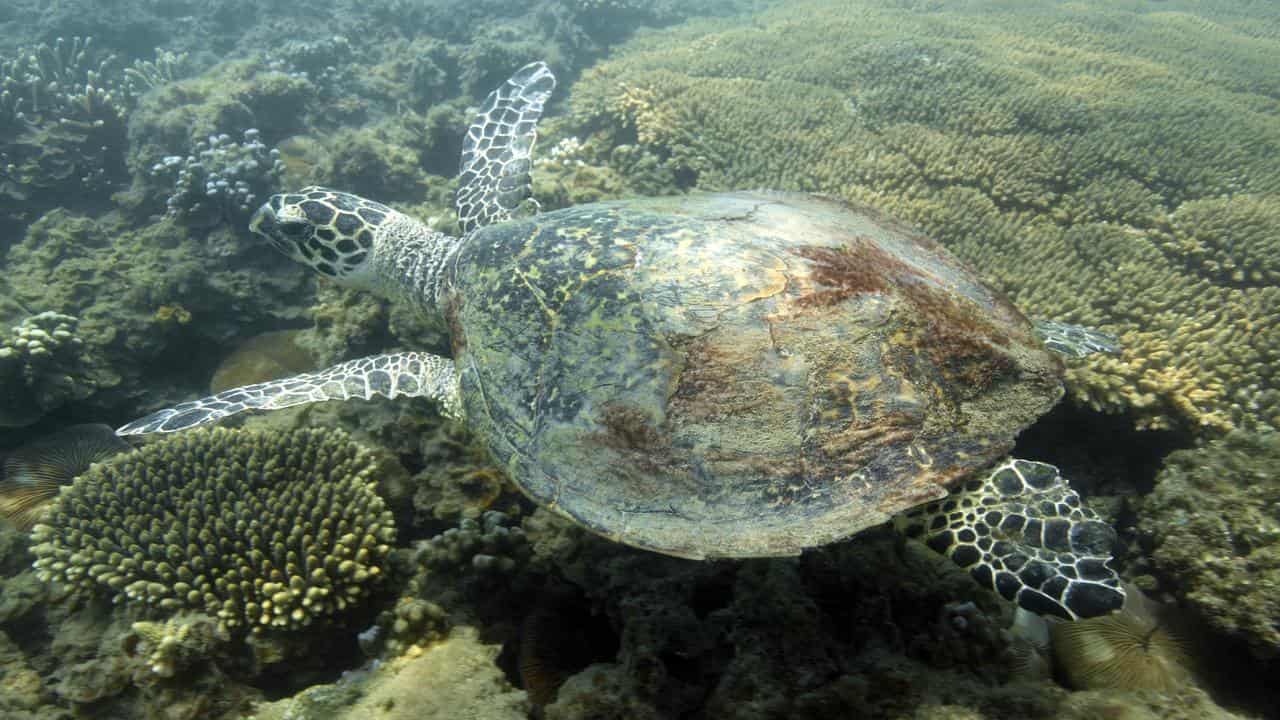 A sea turtle.