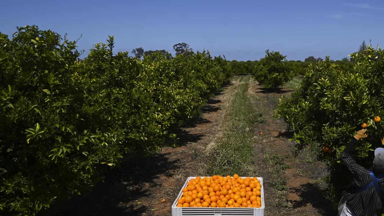 Fruit picker harvestingoranges on a farm near Leeton, NSW